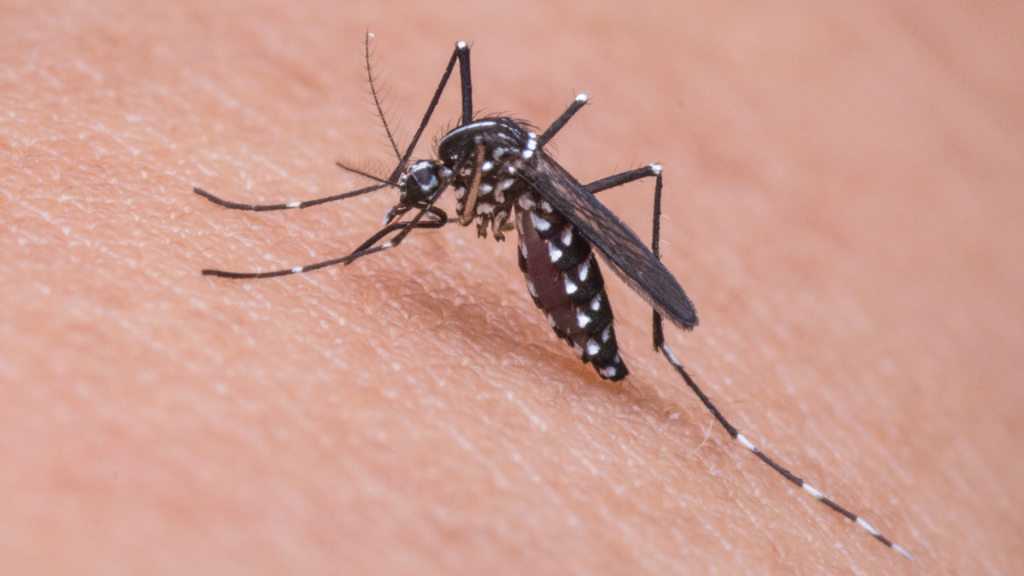 MOH And CBH Observe Mosquito Awareness Week